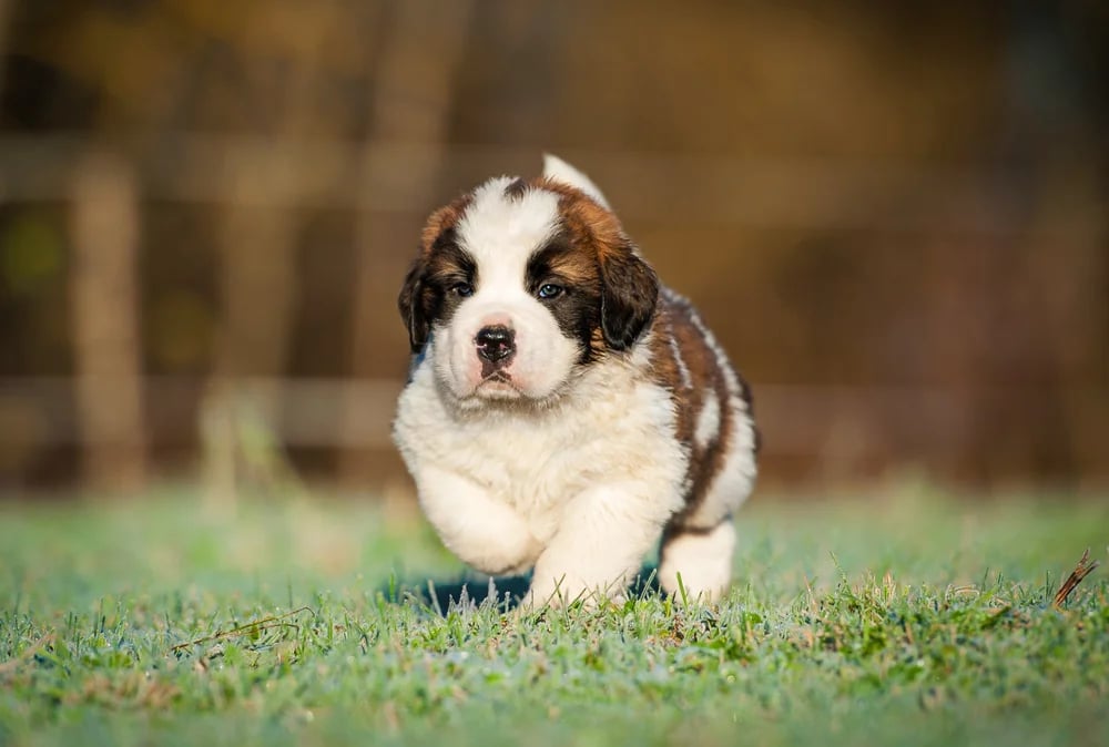 Yoga with puppies - Šiauliai
