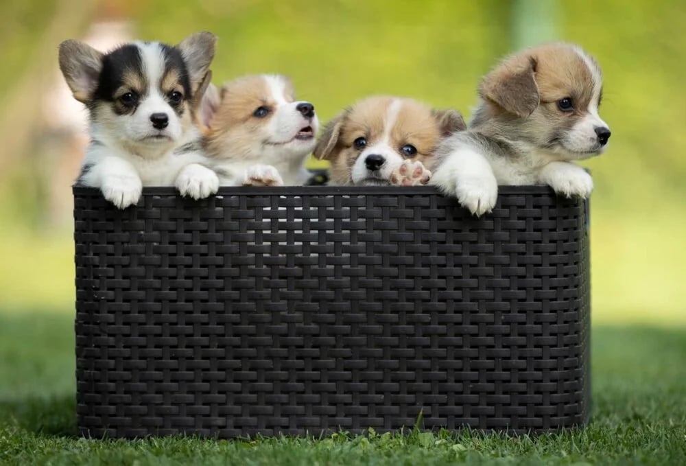 Yoga with puppies - Vilnius