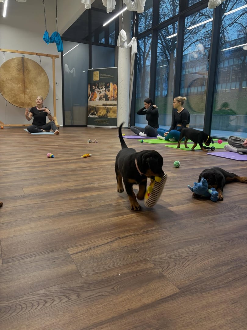 Yoga with puppy Kaunas