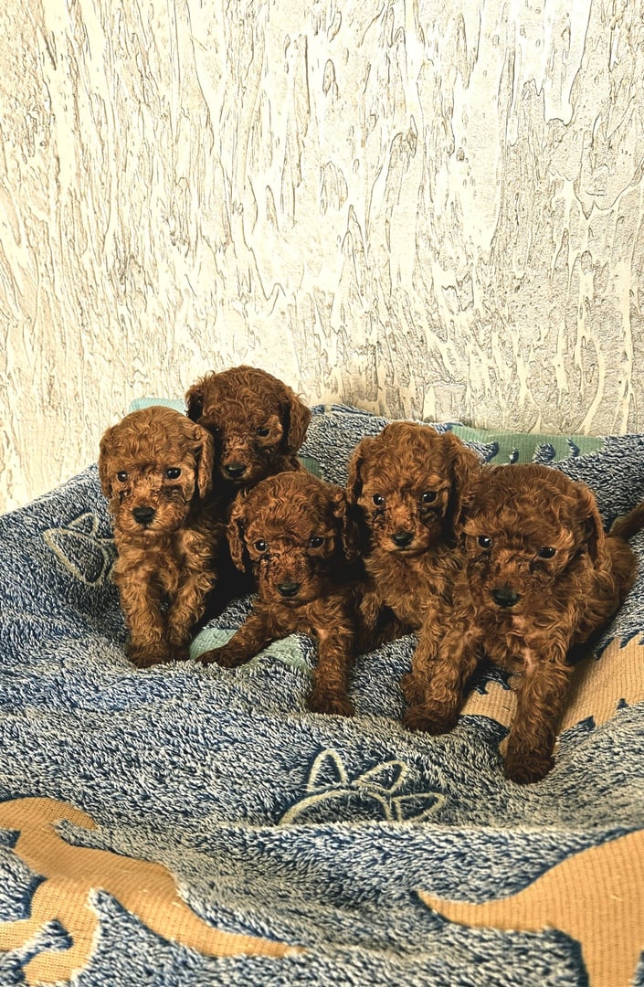 Yoga with puppies - Kėdainiai