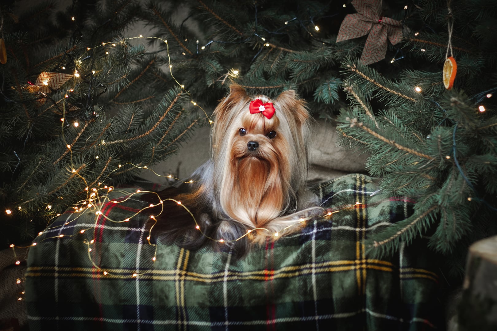 Yoga with puppies Utena