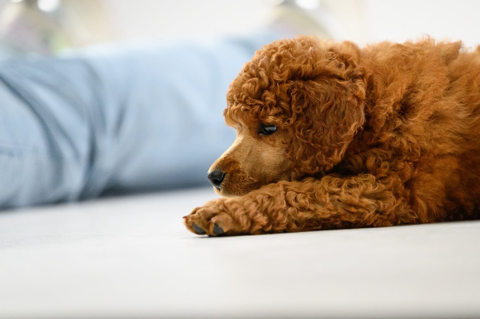 Puppy yoga - JOnava
