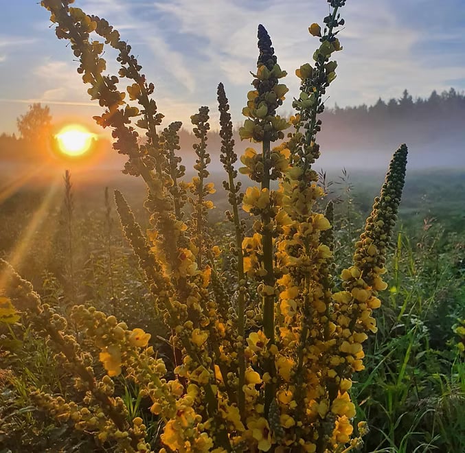 THE SECRET OF NATURE IS IN THE NATURE OF WOMEN