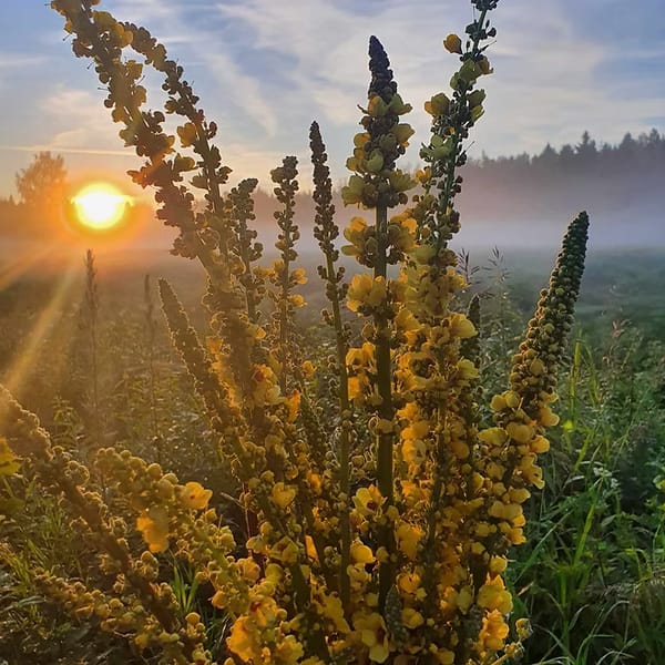 THE SECRET OF NATURE IS IN THE NATURE OF WOMEN