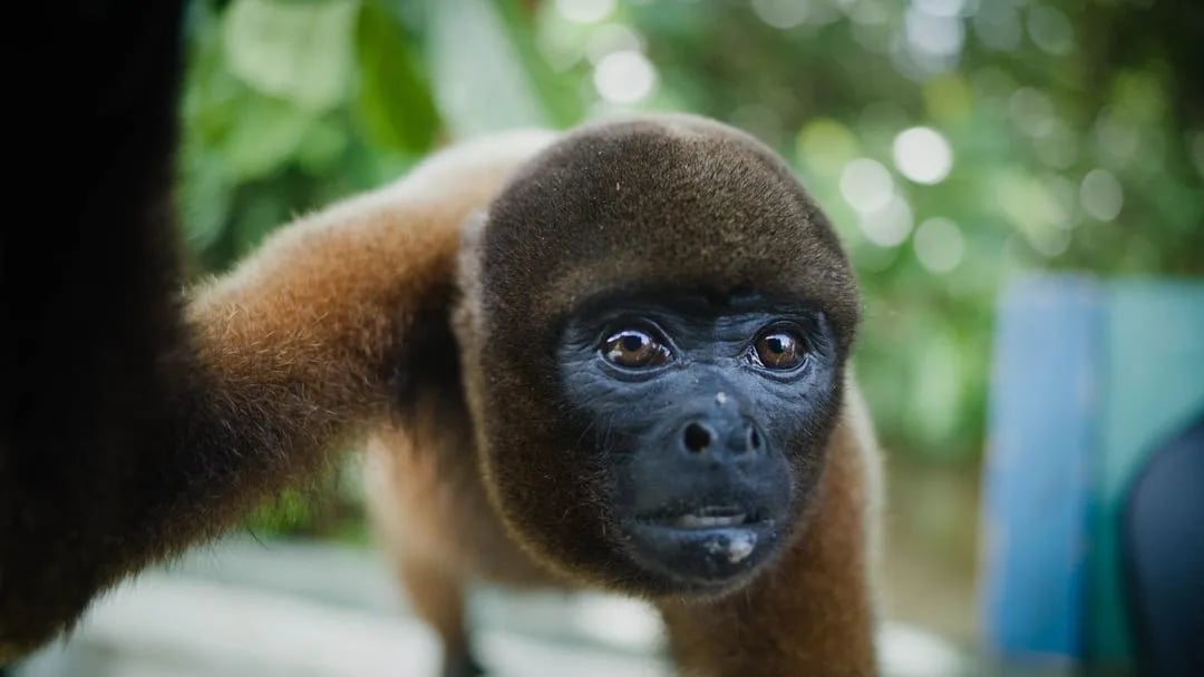 7 Day Ayahuasca Retreat Amazon 