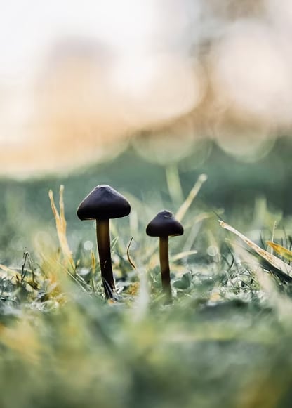 3-DAY WOMEN’S PSILOCYBIN RETREAT IN THE NETHERLANDS