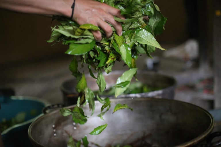 Ayahuasca Retreat & Master Plant