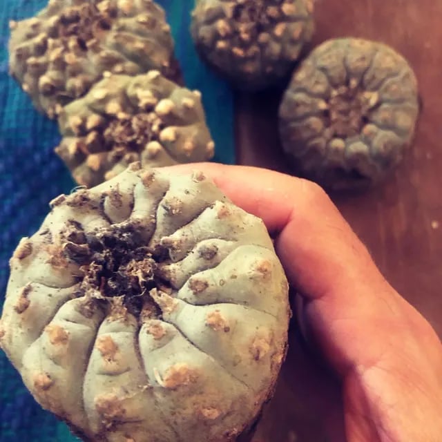 Peyote Hikuri Ceremony