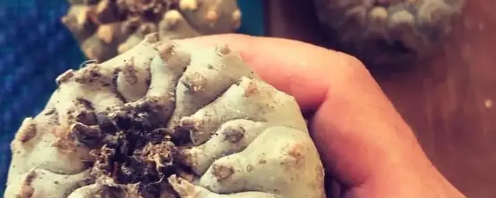 Peyote Hikuri Ceremony