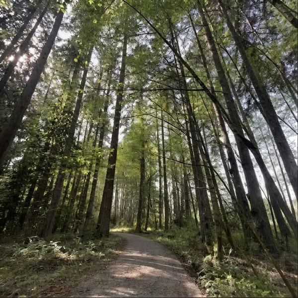 The Voice of the Bell: A Walk with the Ancient Celtic Monks