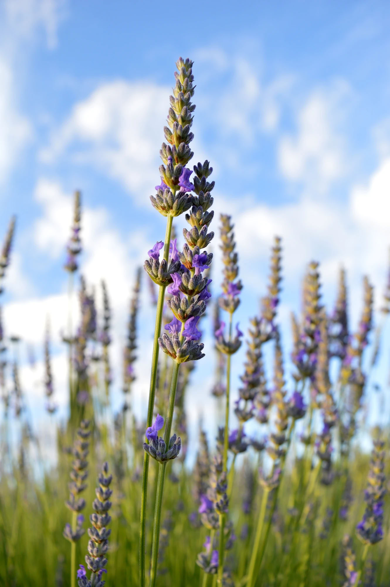Yoga & Fitness Retreat in Tuscany