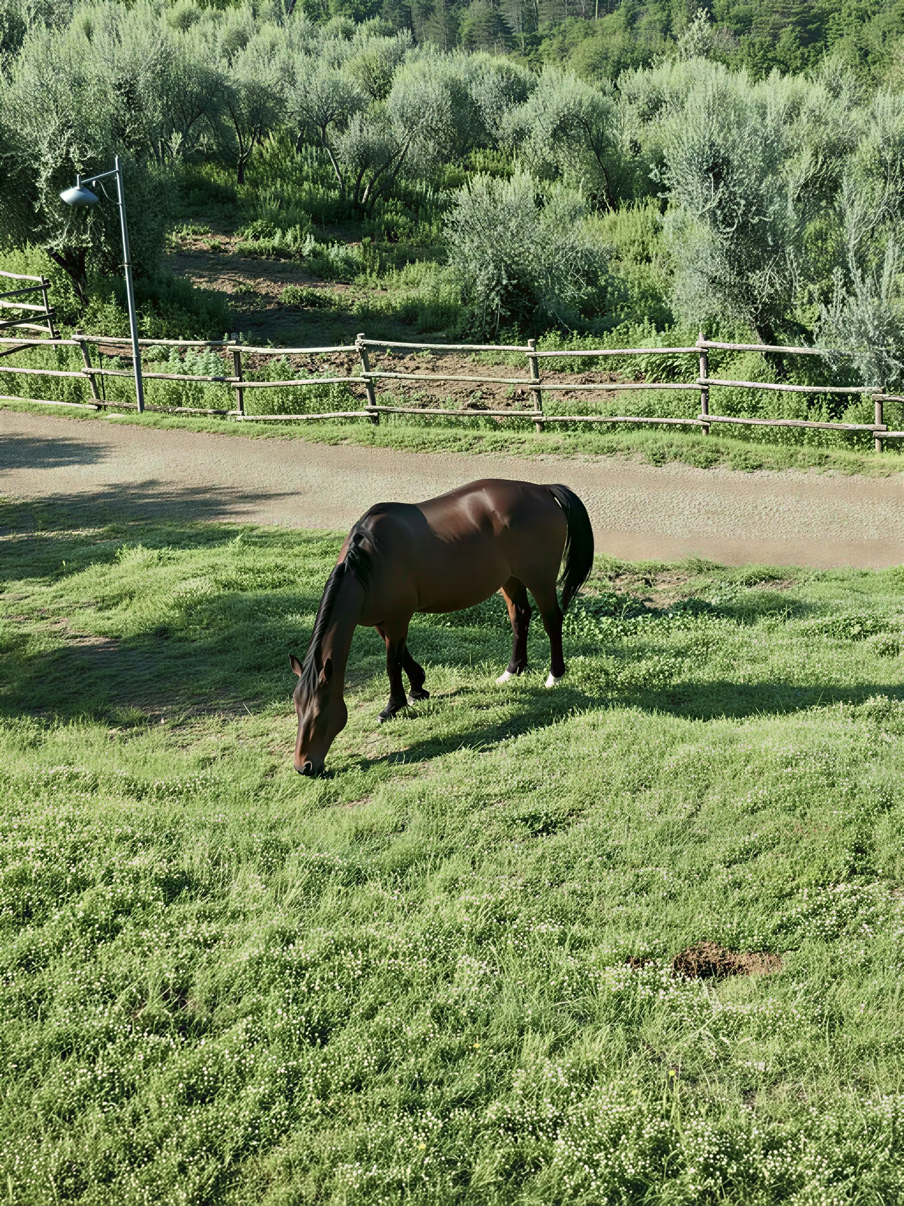 Yoga, Hiking and Horse riding