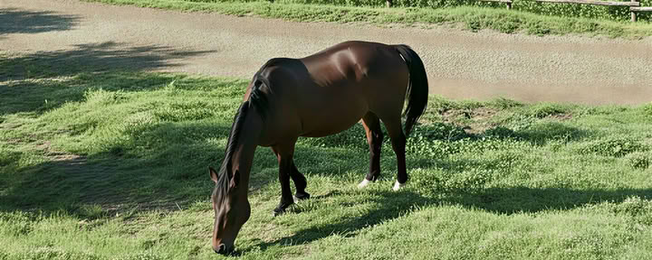 Yoga, Hiking and Horse riding