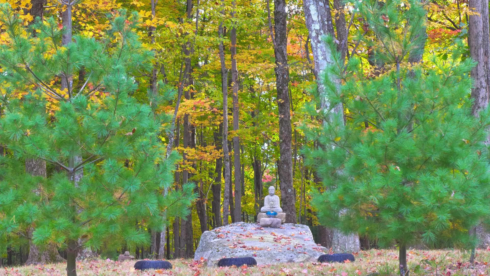 Awakening Amidst the World's Turbulence: An Insight Dialogue Retreat