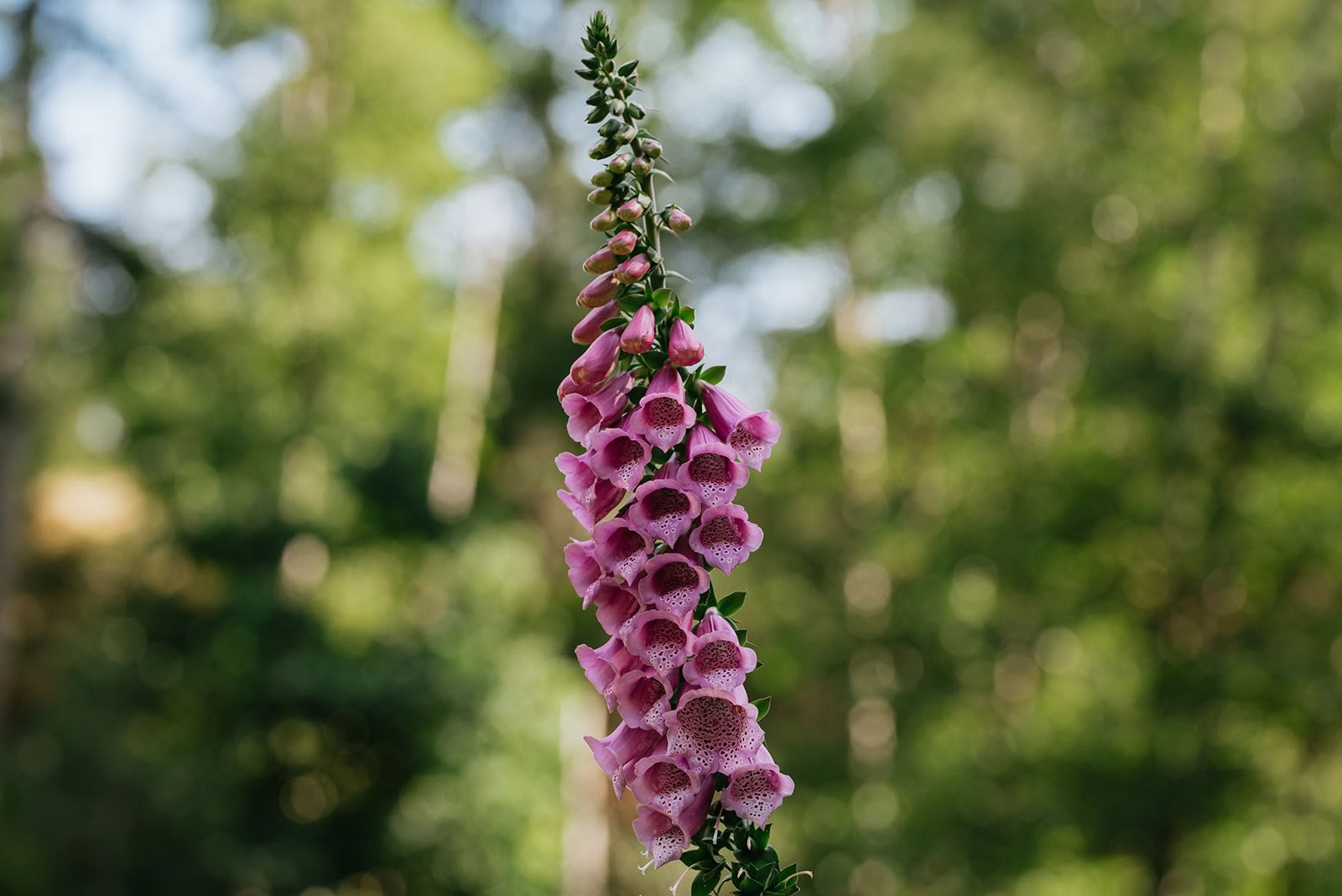 Vedic Rounding Experience