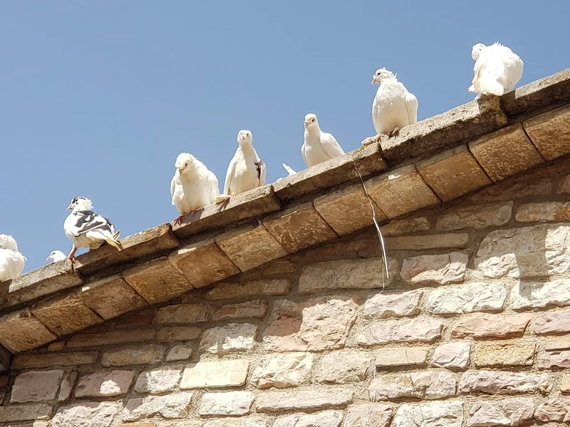 Meditation Retreat in Assisi
