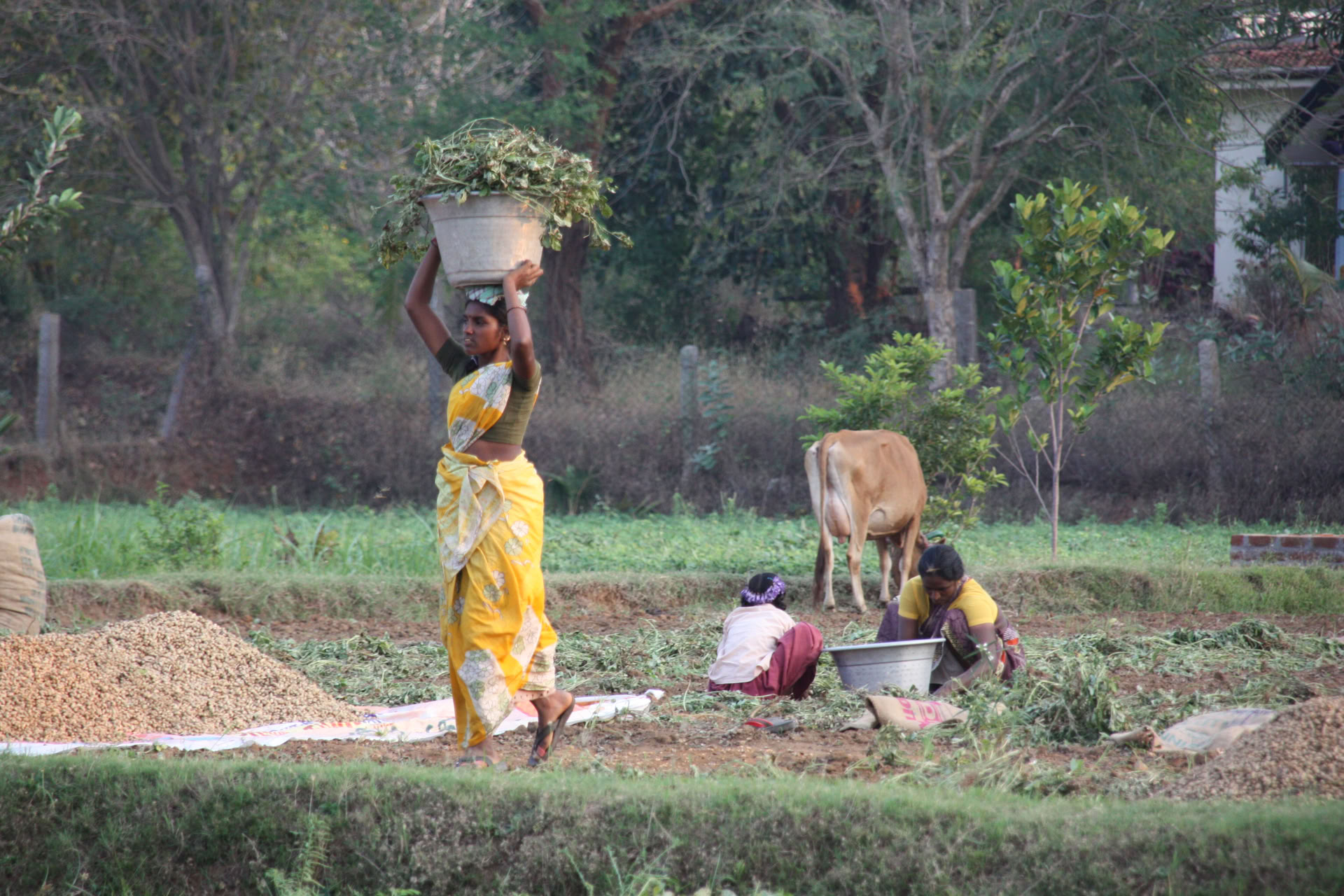 Jan 24 21 Day Silent Meditation Detox Ashram Retreat India