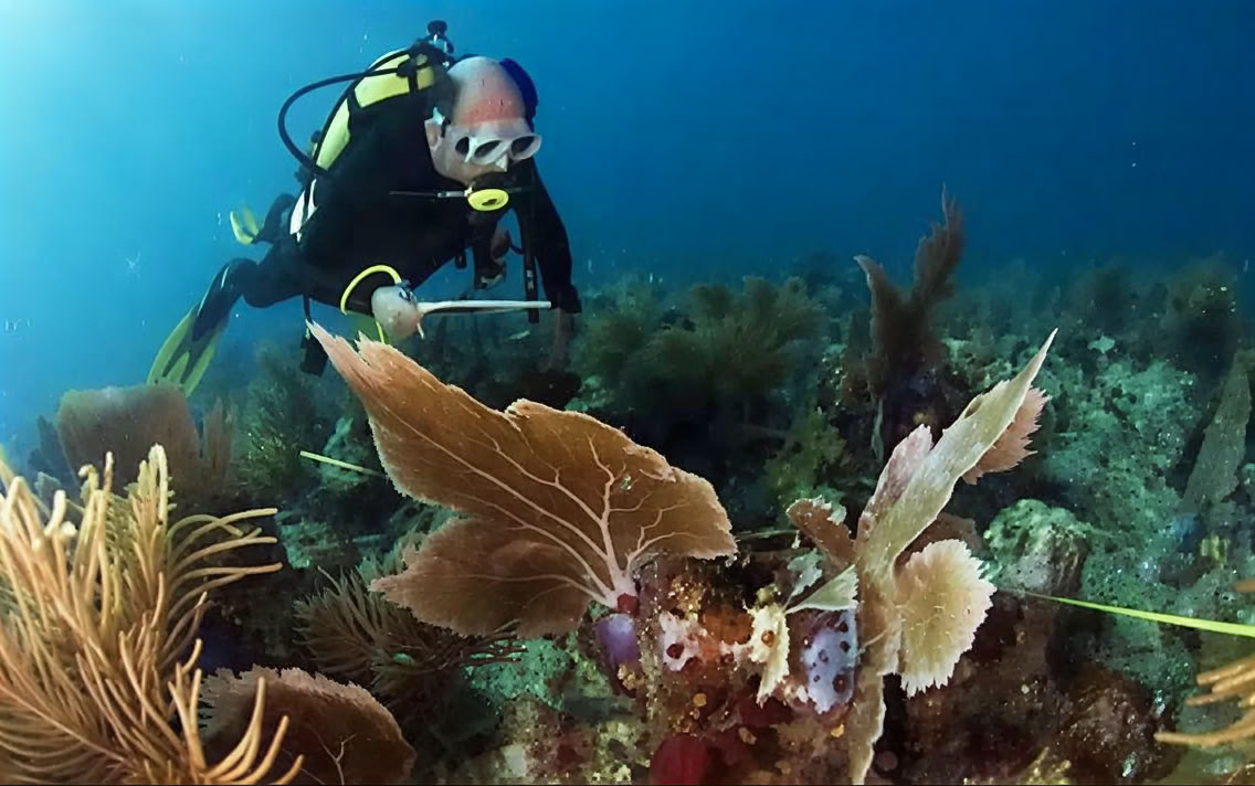 Introductory Dive in Lovina Reef 1 dive