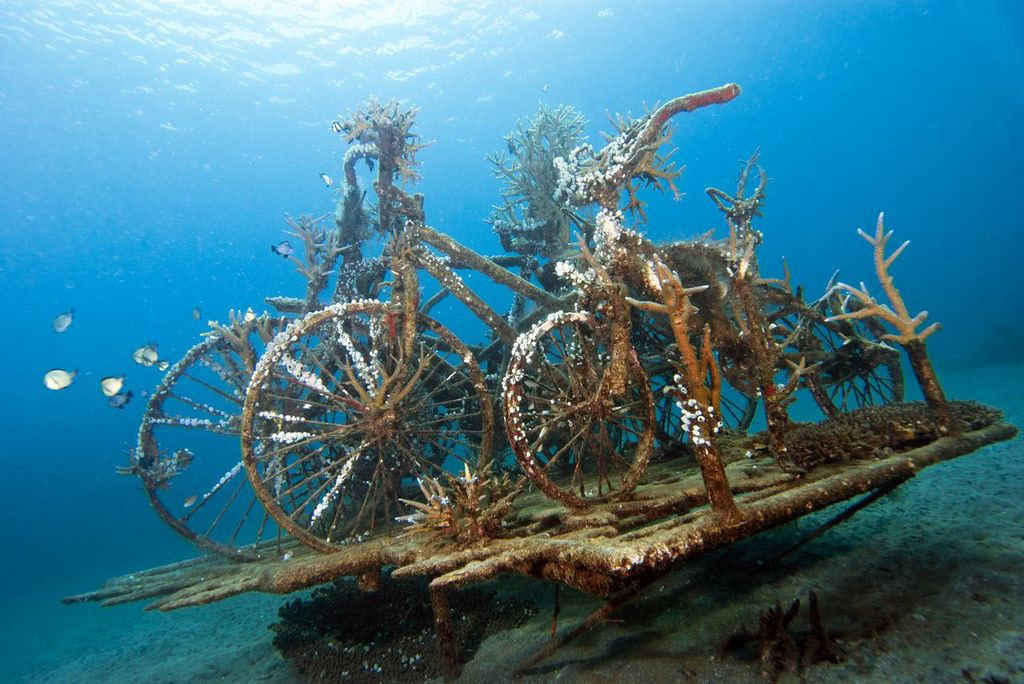 Introductory Dive in Lovina Reef 1 dive
