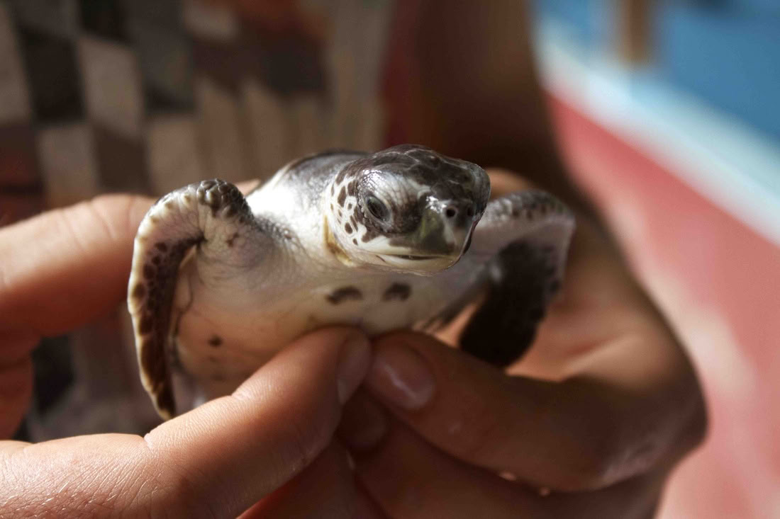 Pemuteran Tour with Snorkeling