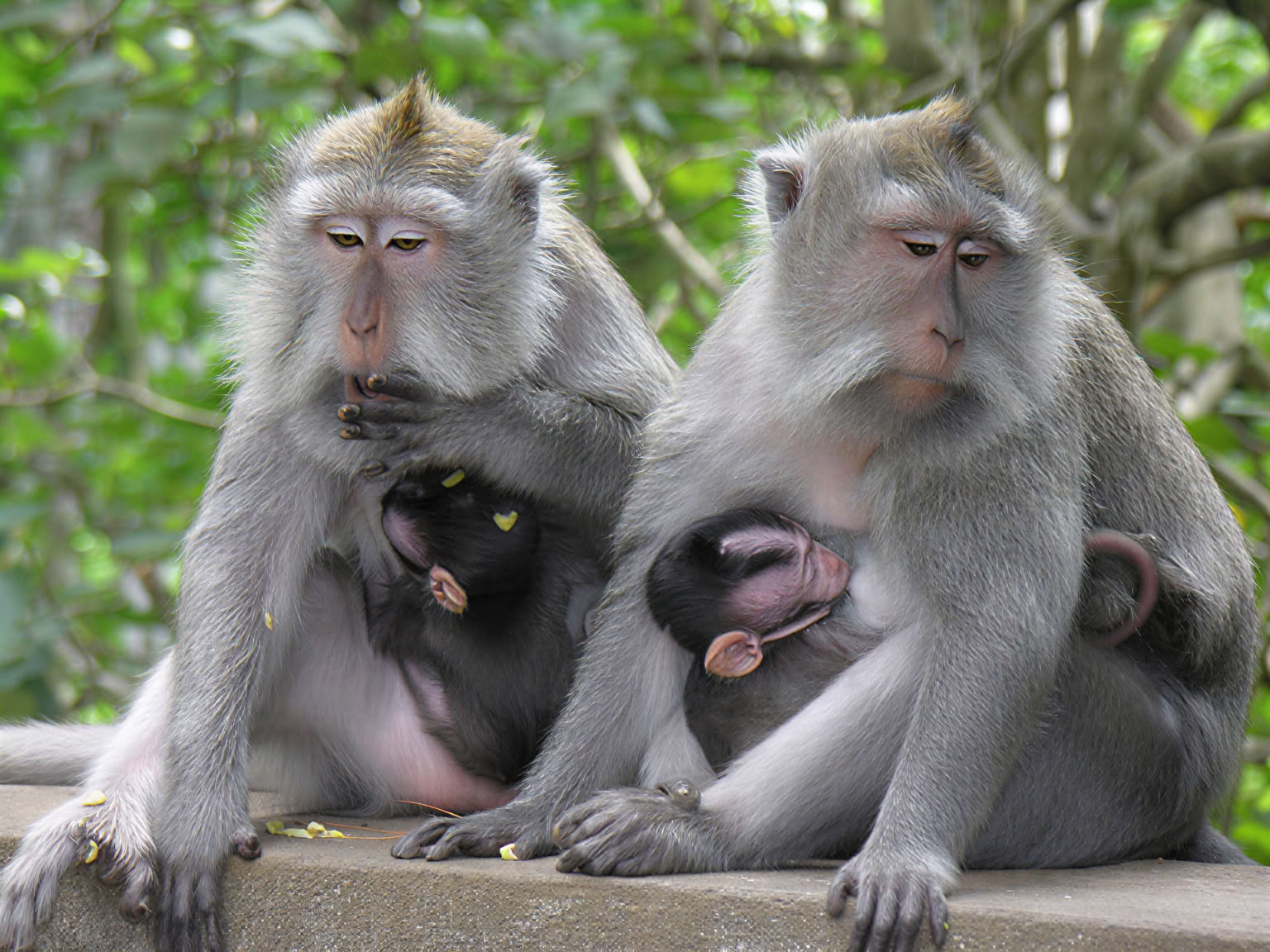 Pemuteran Tour with Snorkeling