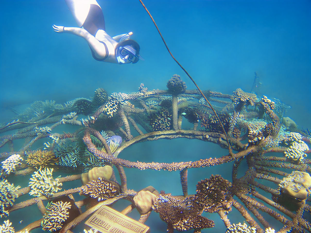 Pemuteran Tour with Snorkeling