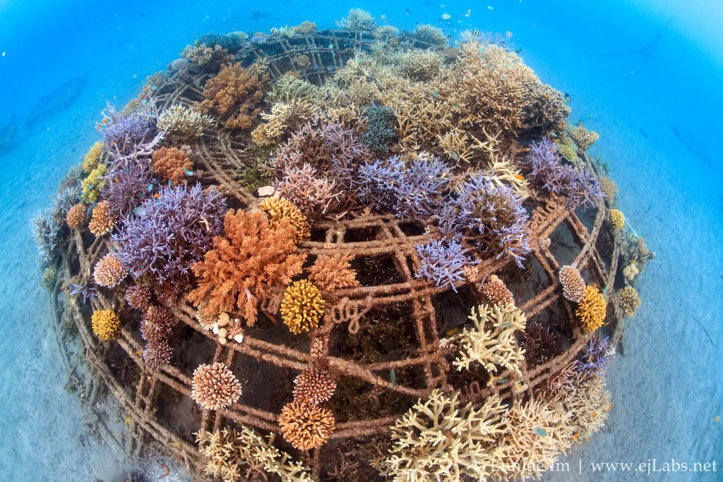 Pemuteran Tour with Snorkeling