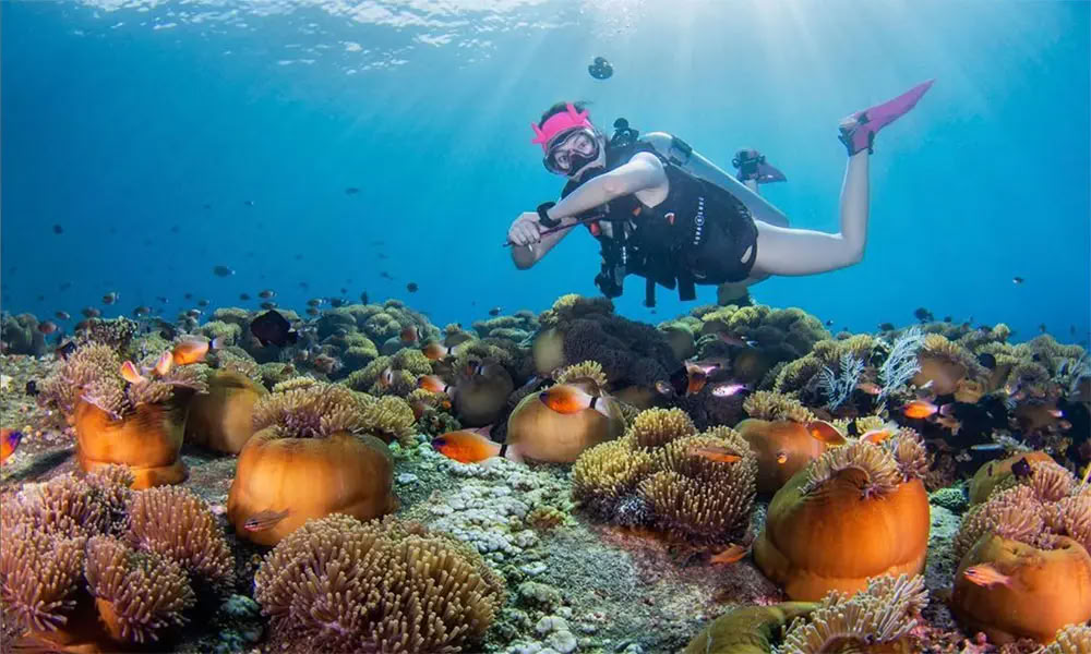 Menjangan Island - Fun Diving Tour
