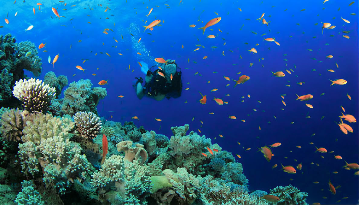 Menjangan Island - Fun Diving Tour