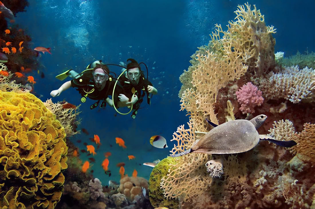 Menjangan Island - Fun Diving Tour