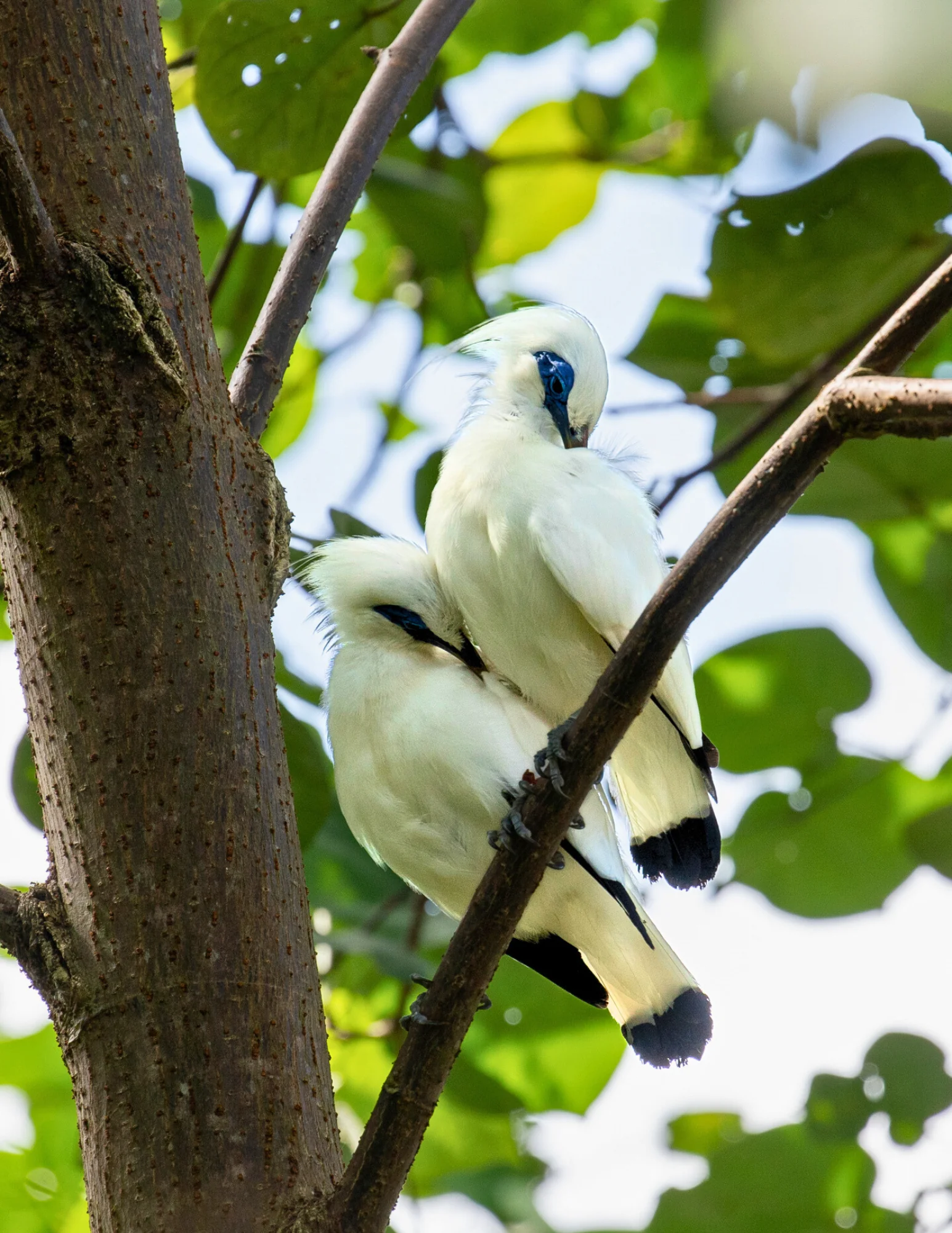 Fire Dance at Temple