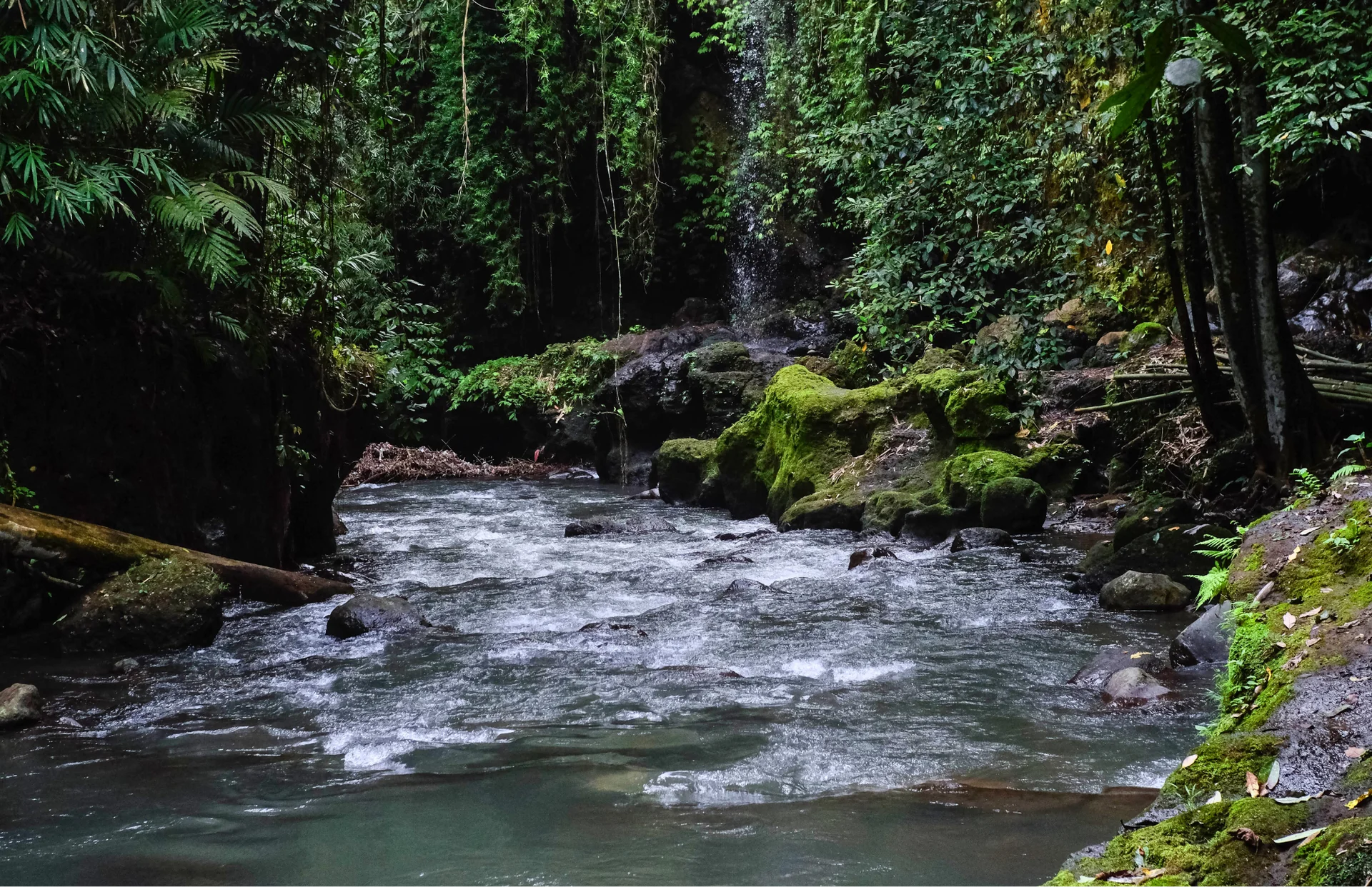From Jungle Trails to Inner Peace
