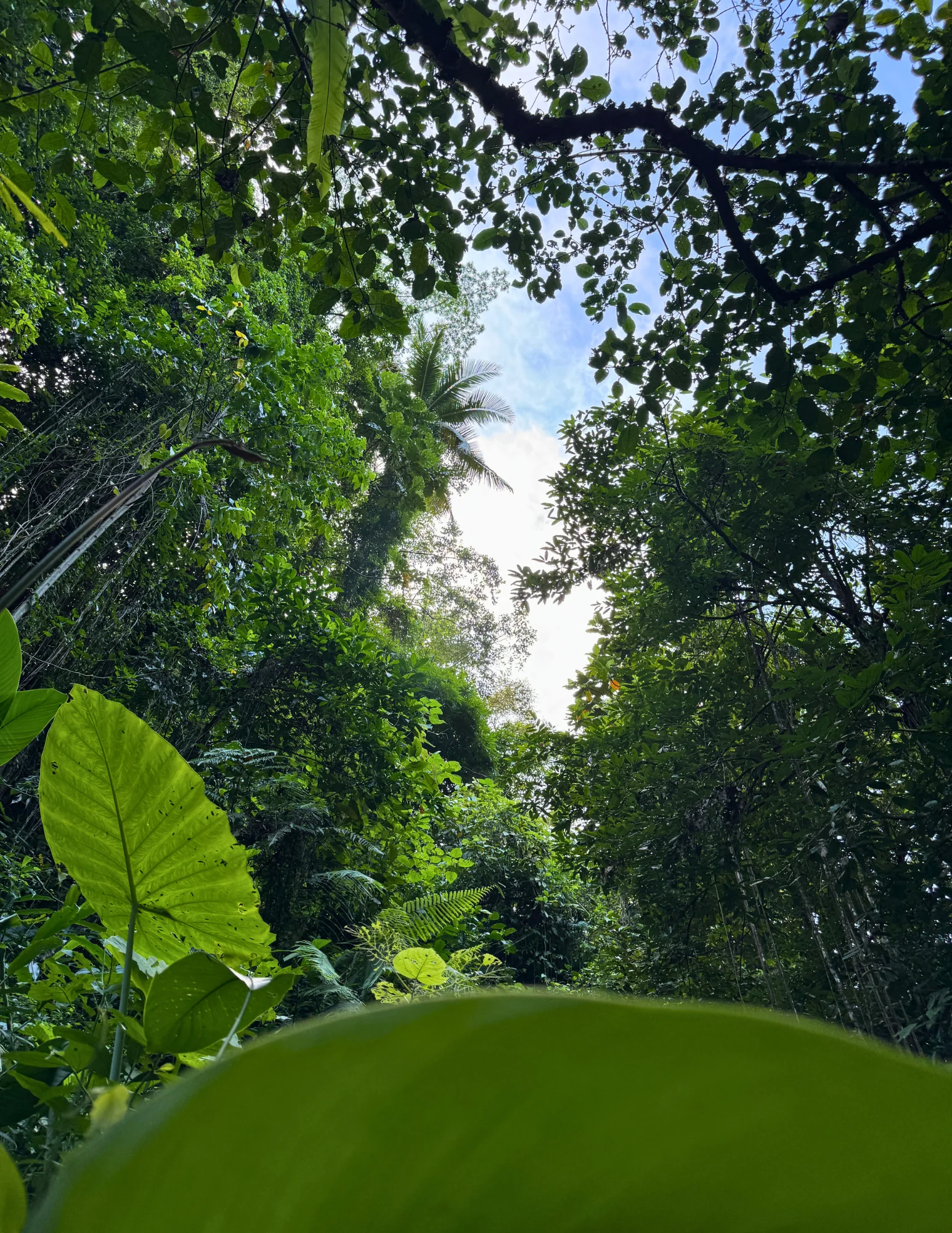 From Jungle Trails to Inner Peace