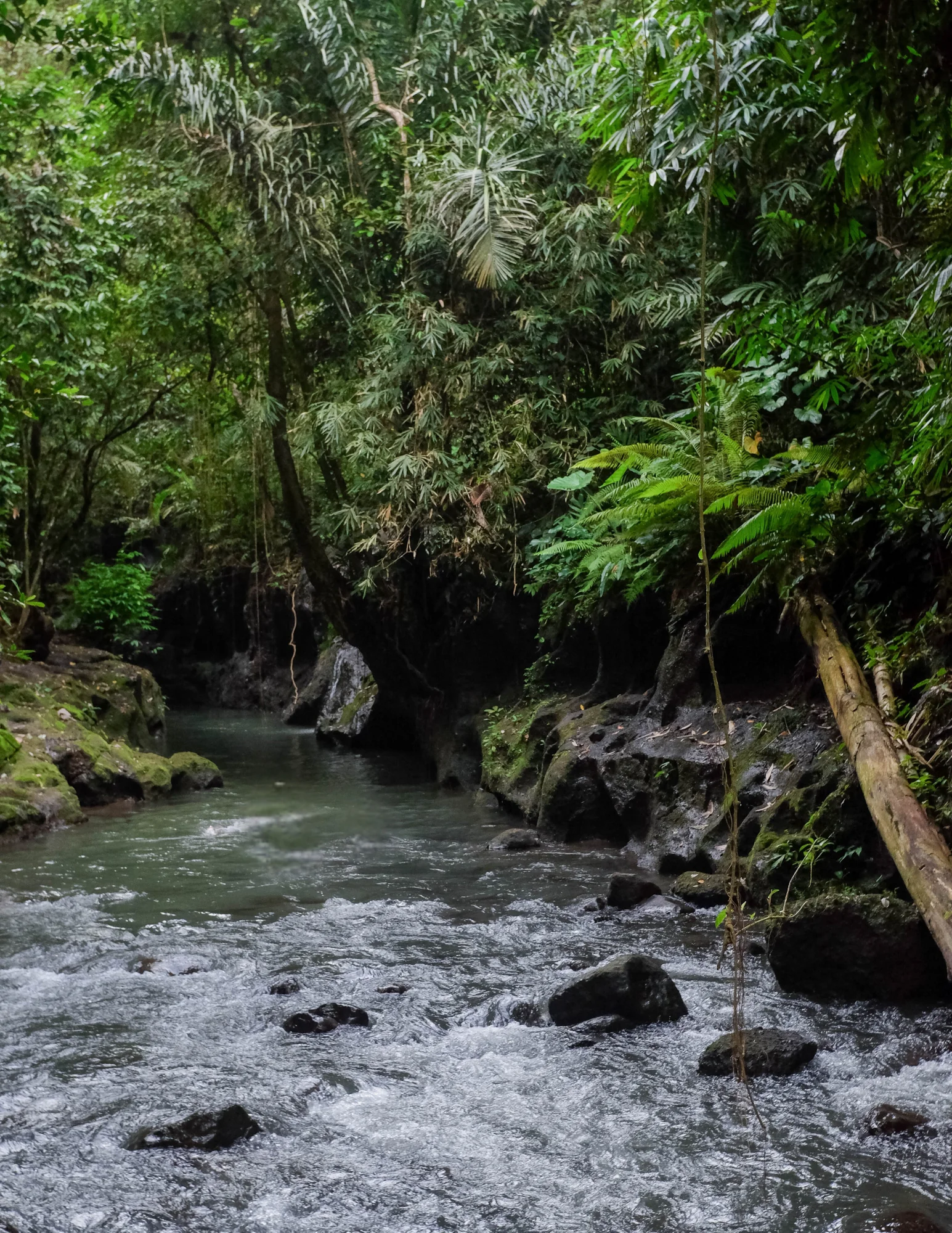 From Jungle Trails to Inner Peace