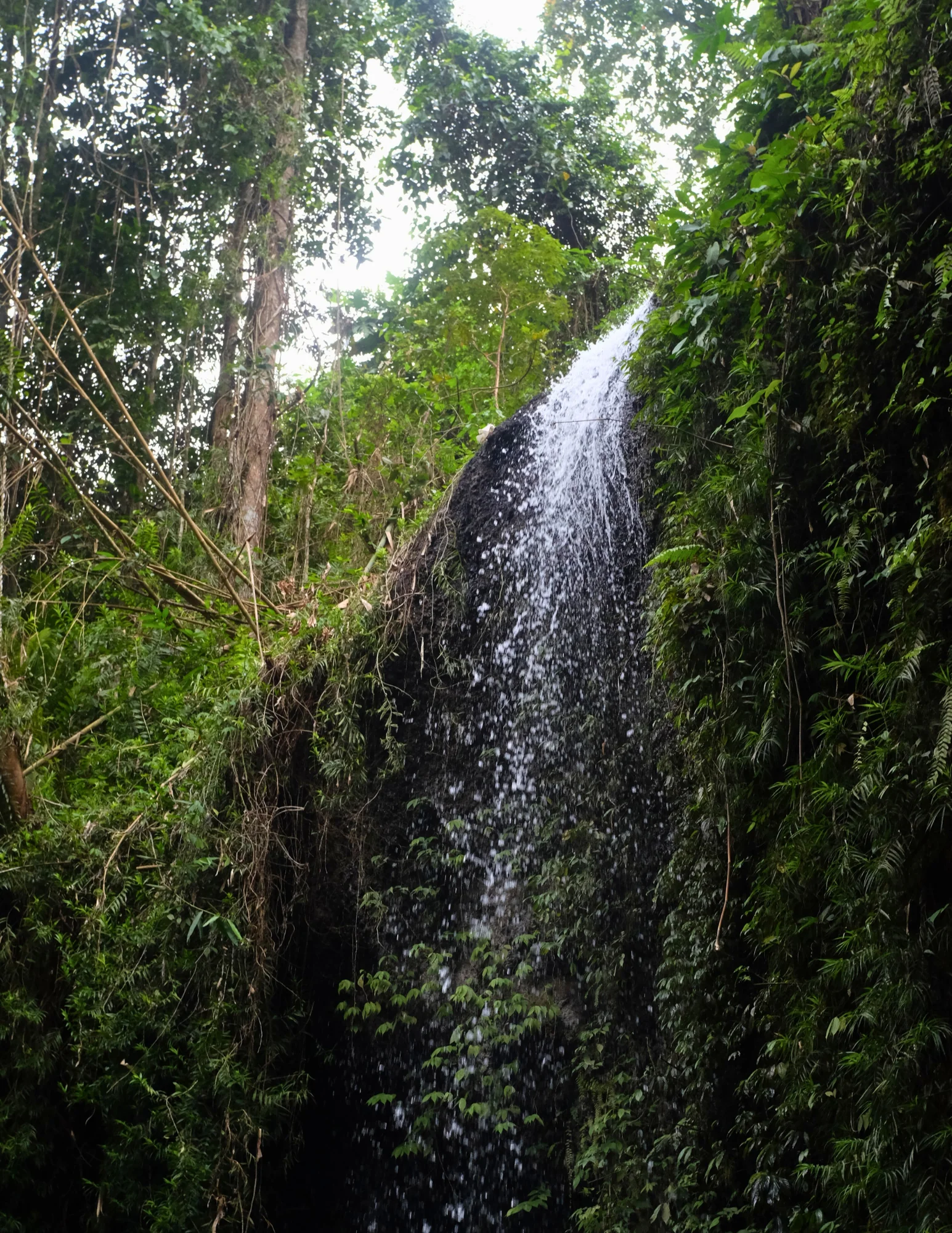 From Jungle Trails to Inner Peace