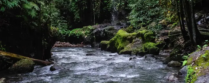 From Jungle Trails to Inner Peace