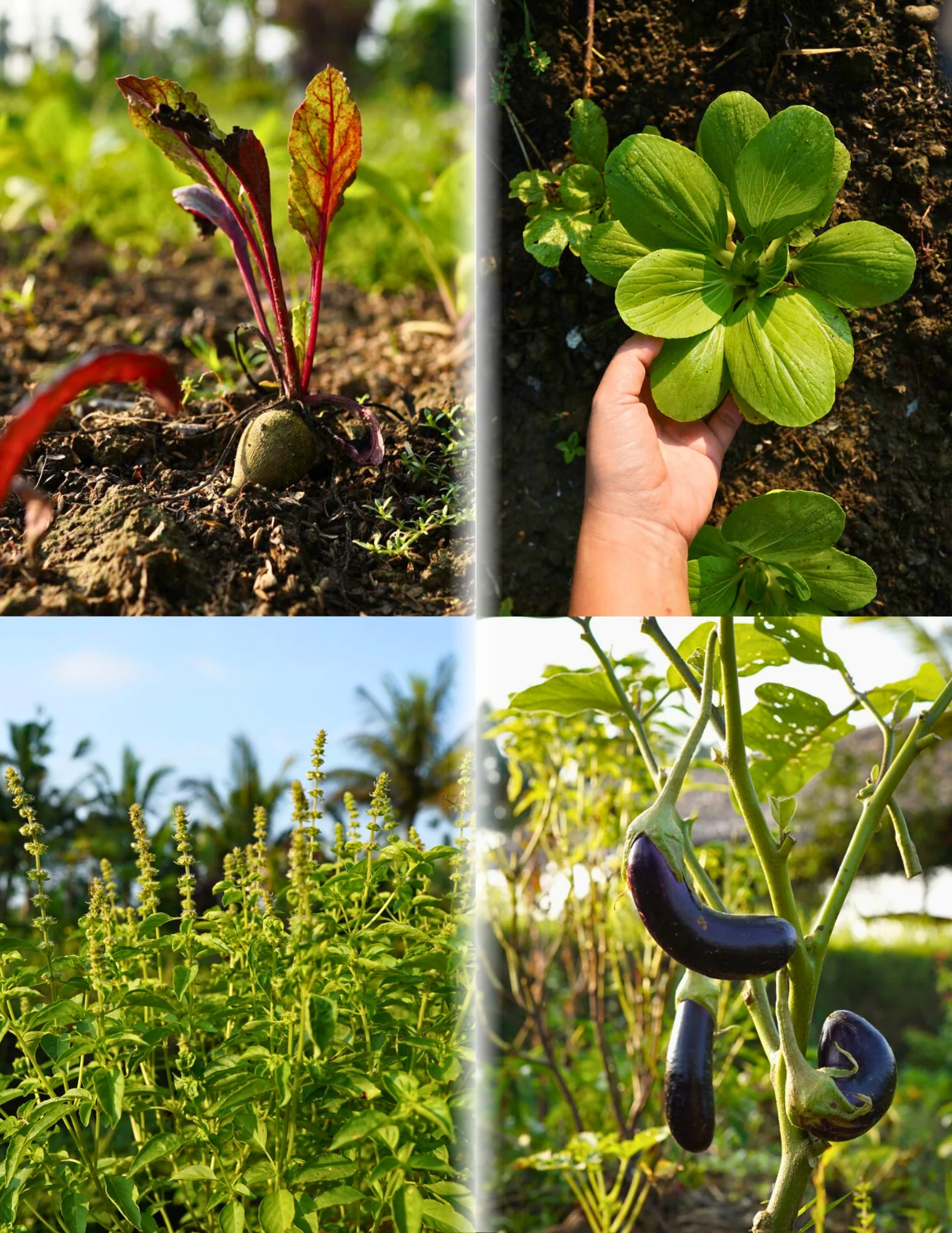 BEGAWAN FARM TO TABLE EXPERIENCE