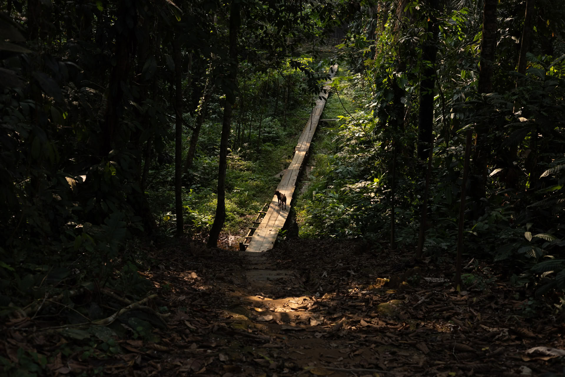 Otwarty retreat ayahuaskowy w Psychonauta Tribe