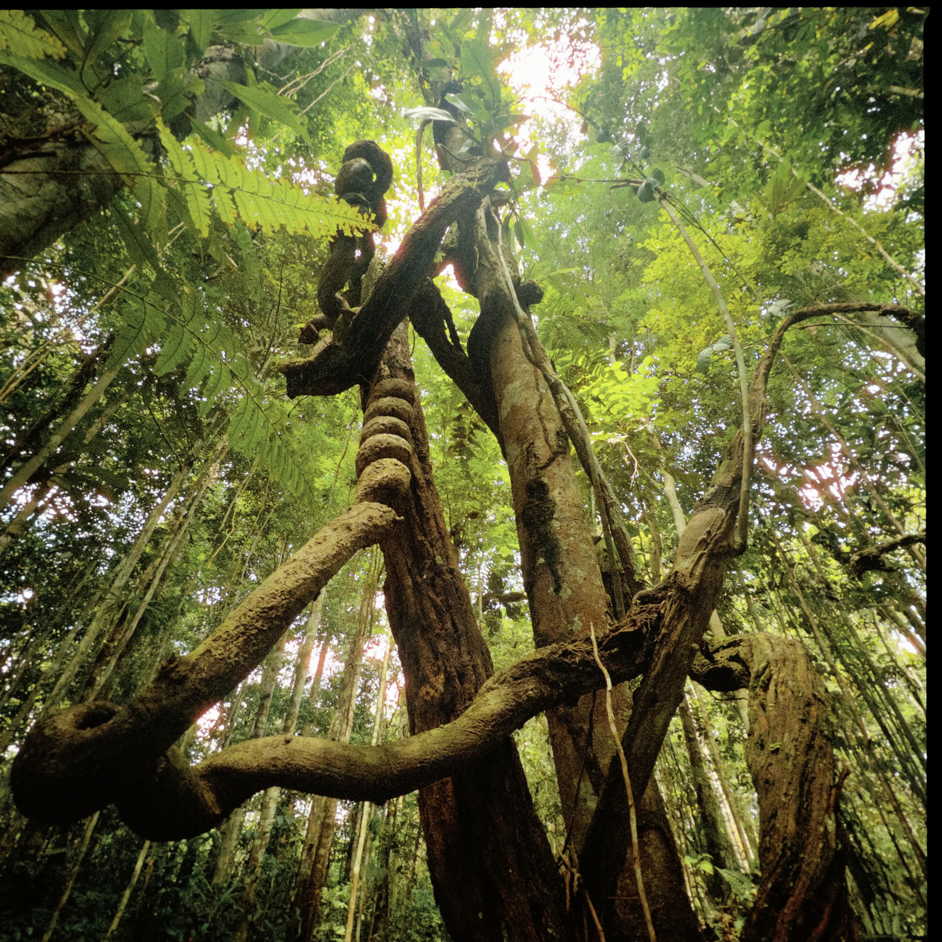 Open Ayahuasca Retreat