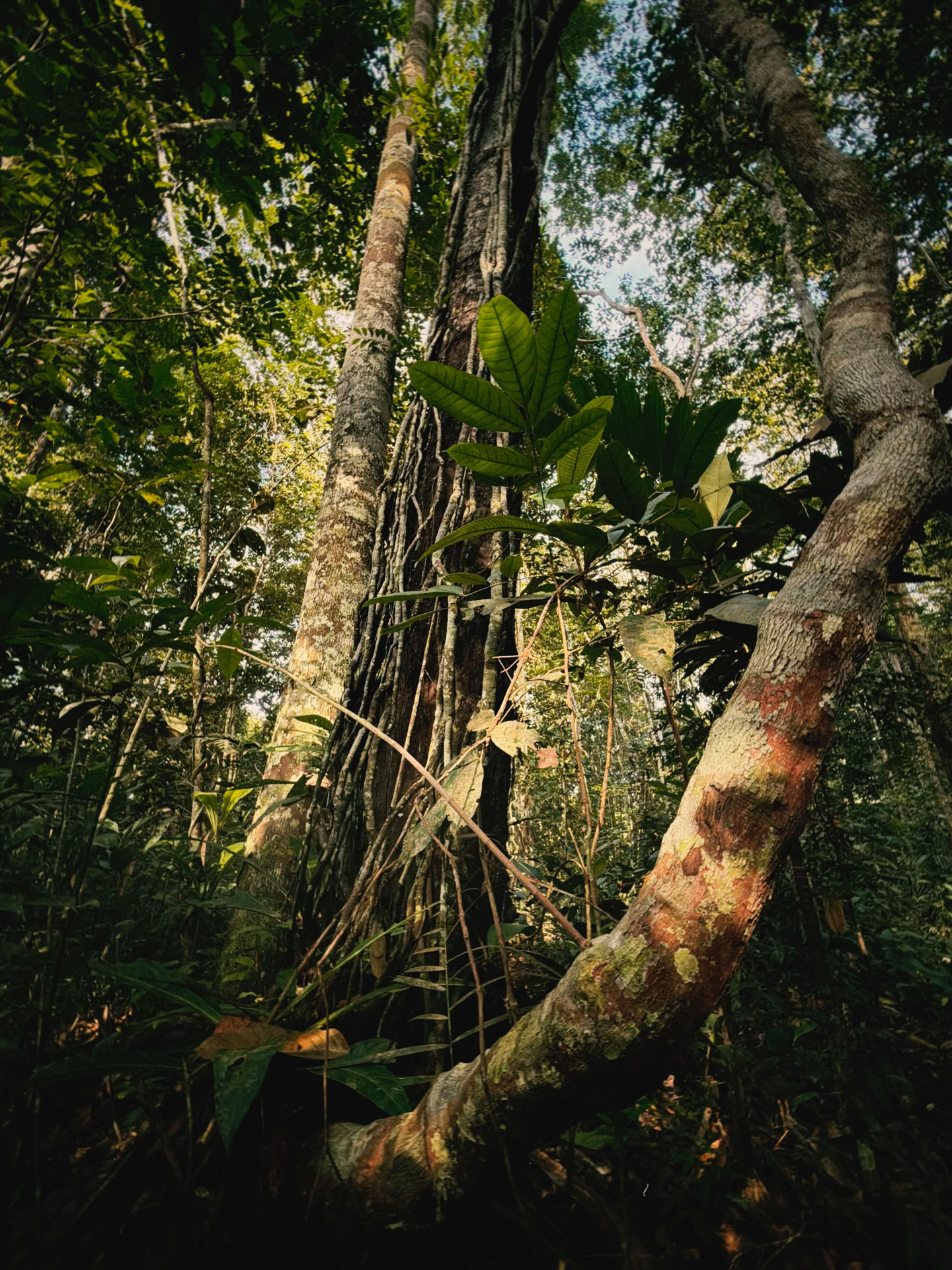 Open Ayahuasca Retreat