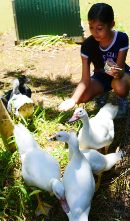 Aloha Maui Farm Tour