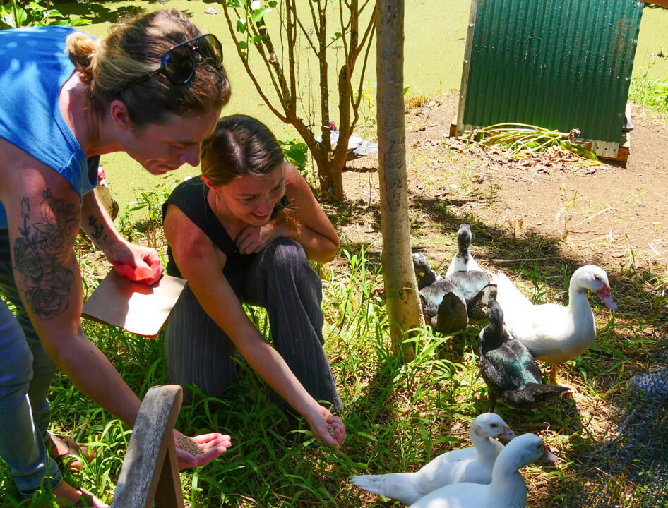 Aloha Maui Farm Tour