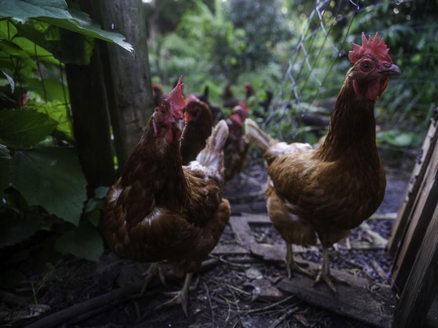 Aloha Maui Farm Tour