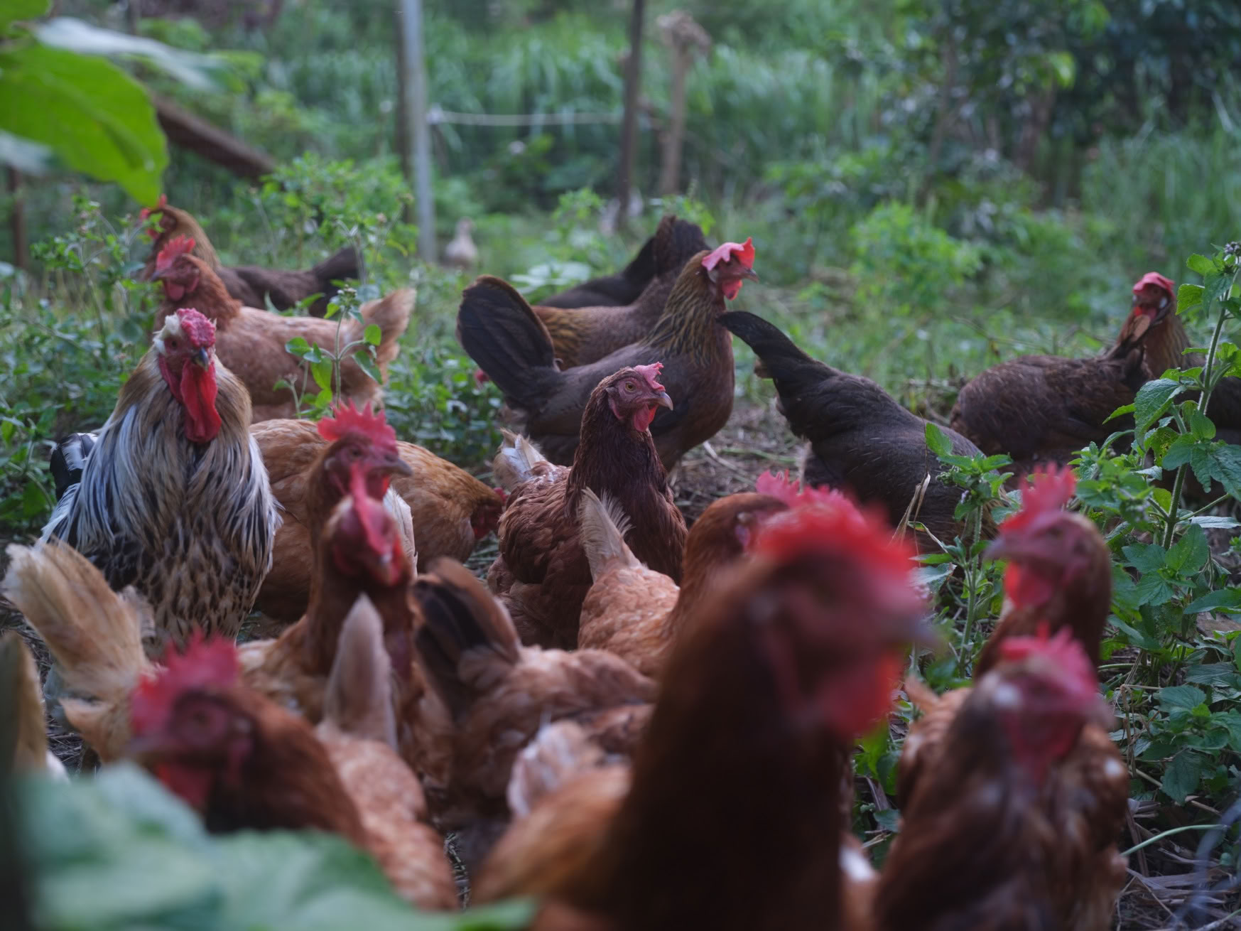 Aloha Maui Farm Tour