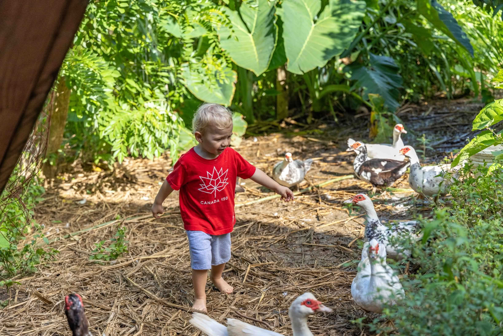 Aloha Maui Farm Tour
