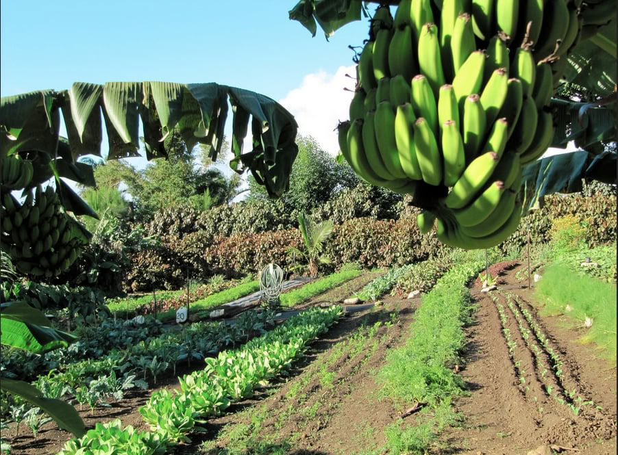 Aloha Maui Farm Tour