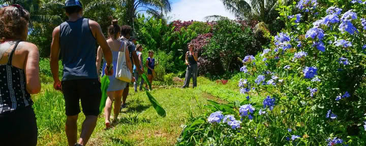 Aloha Maui Farm Tour