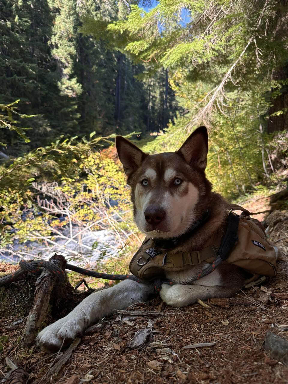 6-Day IFS & Breathwork Retreat in Maui