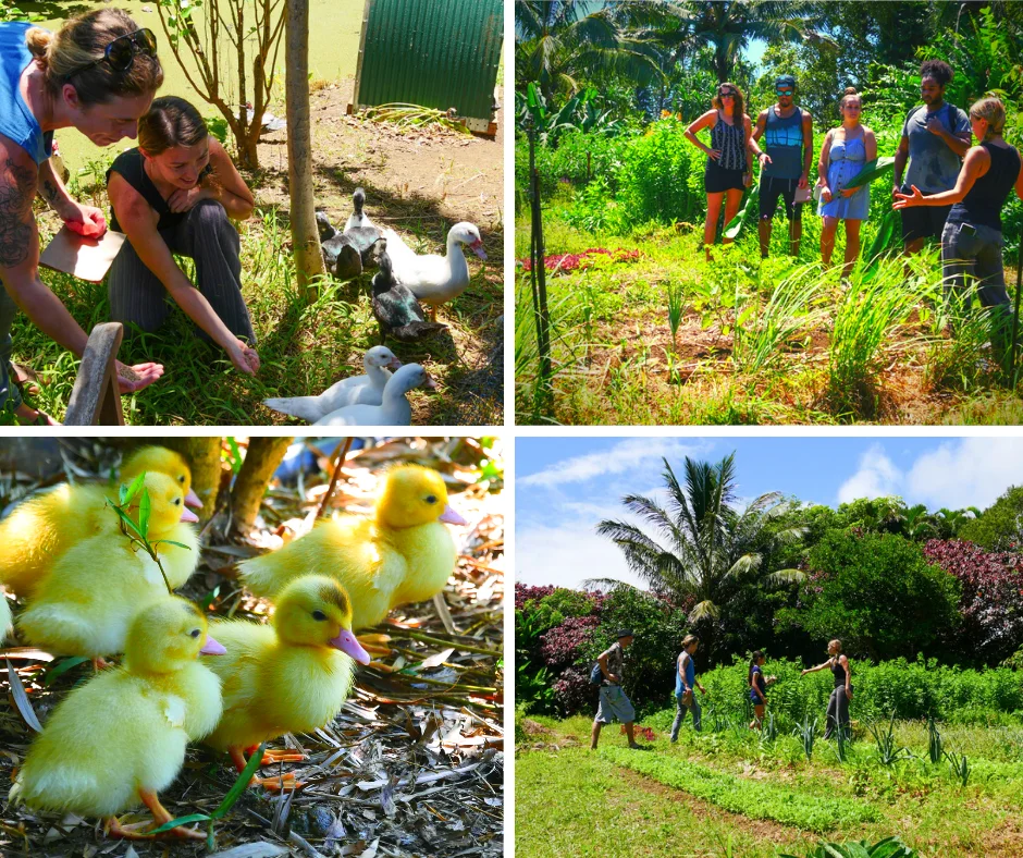 Farm Tour Experience