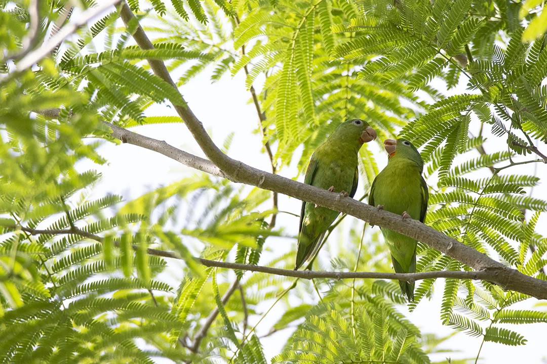 Level 1 Facilitator Training with Lisa Morris